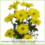 Хризантема-Баккарди-Жёлтая-120-руб