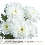 Хризантема-Зембла-Белая-120-руб