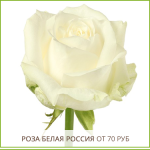 Роза-Белая-Россия-от-70-руб