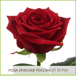 Роза-Красная-Россия-от-70-руб